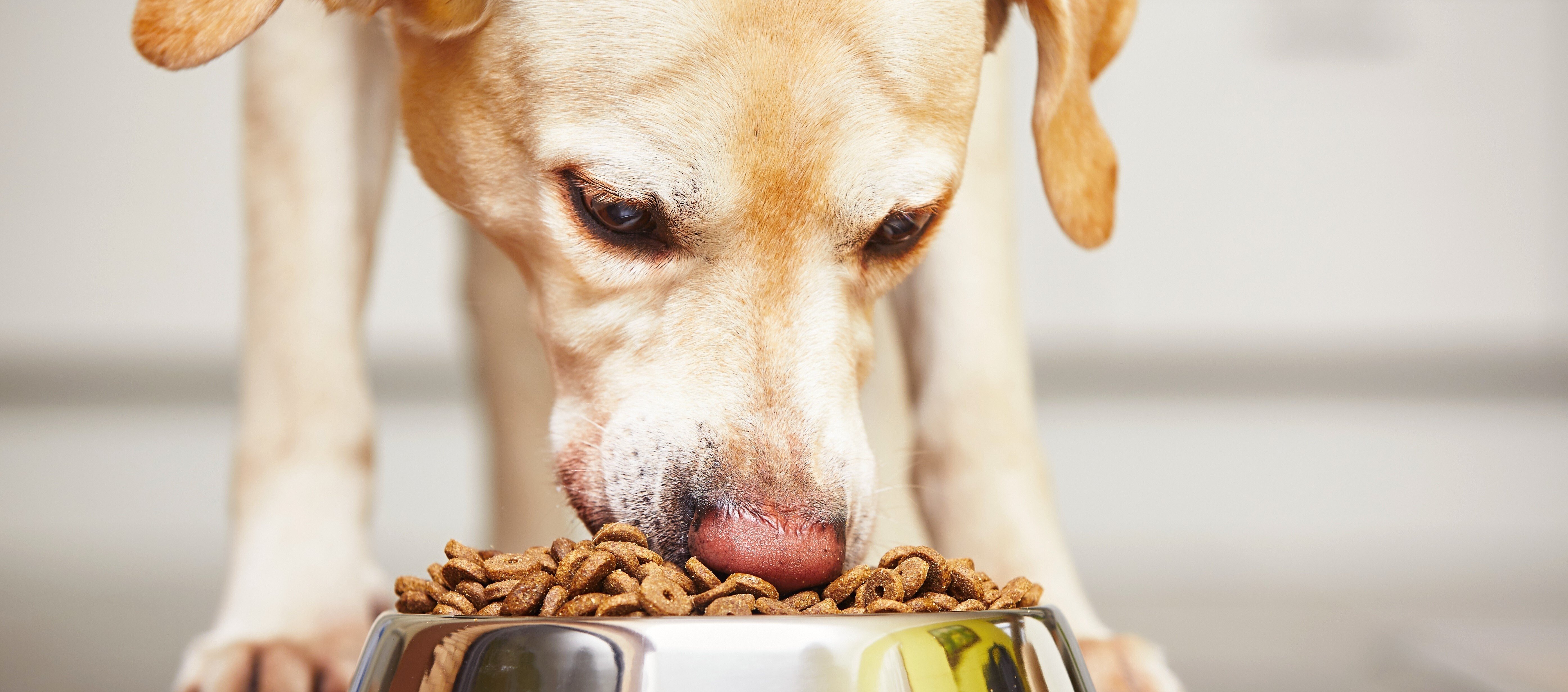 Dog eating